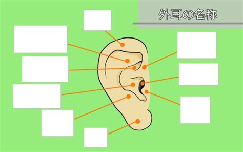 耳型|耳型（インプレッション）採取と外耳の名称